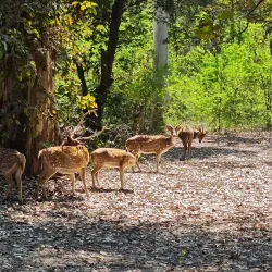 Nawabganj Bird Sanctuary - Bulandshahr