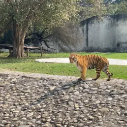 Chhatbir Zoo - Chandigarh