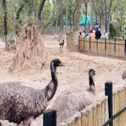 Chhatbir Zoo - Chandigarh