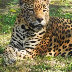 Chhatbir Zoo - Chandigarh