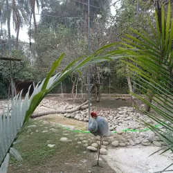 Chhatbir Zoo - Chandigarh