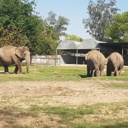 Chhatbir Zoo - Chandigarh