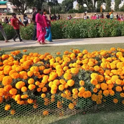 Terraced Garden - Chandigarh