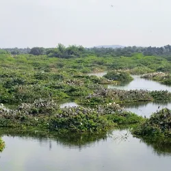Vedanthangal Bird Sanctuary - Chengalpattu
