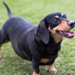 Kumbanad - Chengannur