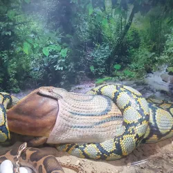 Guindy National Park - Chennai