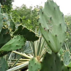 Theosophical Society - Chennai