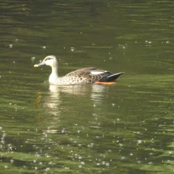 Salim Ali Lake and Bird Sanctuary - Chhatrapati Sambhajinagar