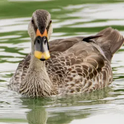 Salim Ali Lake and Bird Sanctuary - Chhatrapati Sambhajinagar