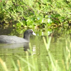 Salim Ali Lake and Bird Sanctuary - Chhatrapati Sambhajinagar