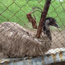 Siddharth Garden and Zoo - Chhatrapati Sambhajinagar