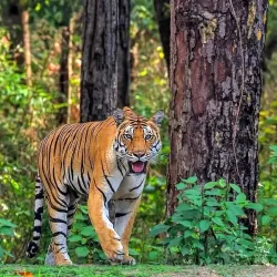 Kanha National Park (nearby) - Chhindwara