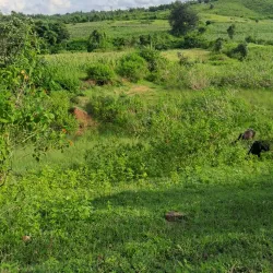 Patalkot Valley - Chhindwara