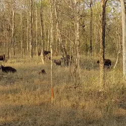 Pench National Park - Chhindwara
