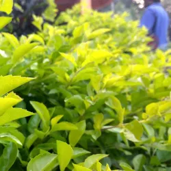 Chirala Municipal Park - Chirala