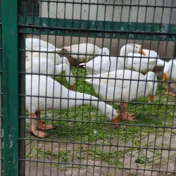 VOC Park and Zoo - Coimbatore