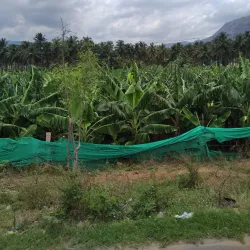 Cumbum Market - Cumbum