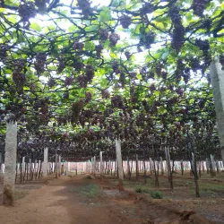Suruli Falls - Cumbum
