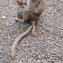 Suruli Falls - Cumbum