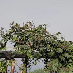 Mahanadi Barrage - Cuttack