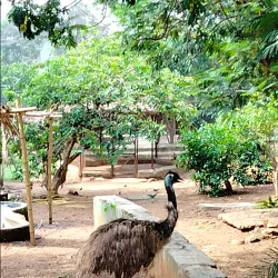 Nandankanan Zoological Park (nearby) - Cuttack