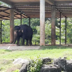 Nandankanan Zoological Park (nearby) - Cuttack