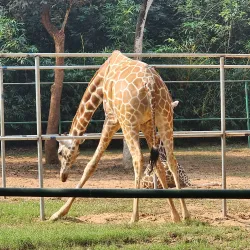 Nandankanan Zoological Park (nearby) - Cuttack