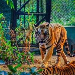 Nandankanan Zoological Park (nearby) - Cuttack