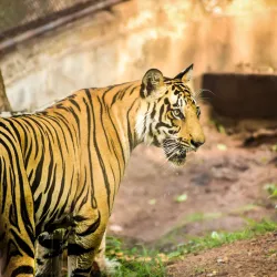 Nandankanan Zoological Park (nearby) - Cuttack