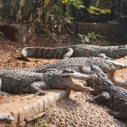 Nandankanan Zoological Park (nearby) - Cuttack