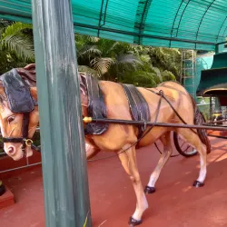 Netaji Birthplace Museum - Cuttack