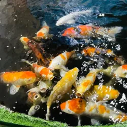 Odisha State Museum - Cuttack