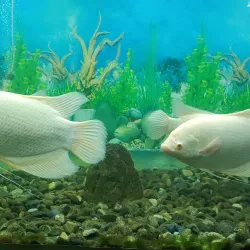 Malsi Deer Park - Dehradun