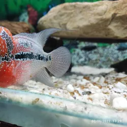 Malsi Deer Park - Dehradun