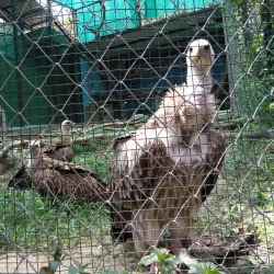 Malsi Deer Park - Dehradun