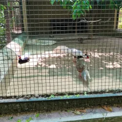 Malsi Deer Park - Dehradun