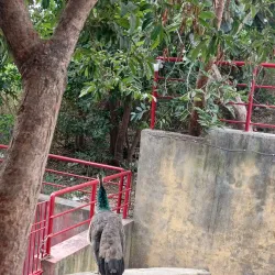 Pahadi Mandir - Dhanbad