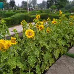 Tata Park - Dhanbad