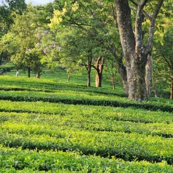 Tea Gardens - Dharamsala