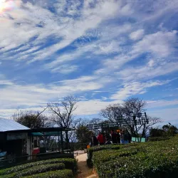 Tea Gardens - Dharamsala