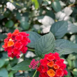 Tea Gardens - Dharamsala