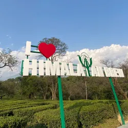 Tea Gardens - Dharamsala
