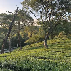 Tea Gardens - Dharamsala