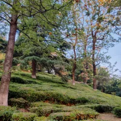 Tea Gardens - Dharamsala