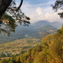 Tea Gardens - Dharamsala