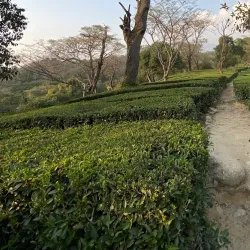 Tea Gardens - Dharamsala