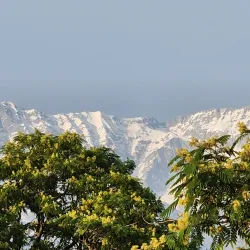 Tea Gardens - Dharamsala