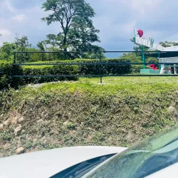 Tea Gardens - Dharamsala