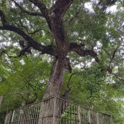 Pazhamudircholai Murugan Temple - Dindigul