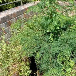 Bhabani Pathak's Temple - Durgapur